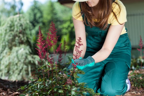 Safe tree removal service in Beckenham with rigging equipment